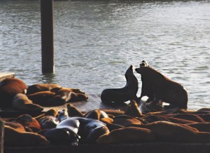 Three way game of king of the pontoon
