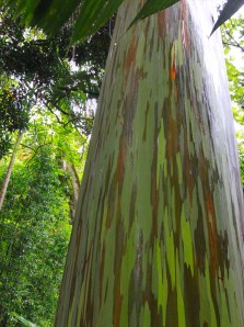 Rainbow eucalyptus 