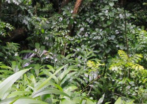 Look closely, there's a car in there!