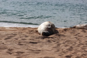 Monk seal