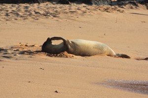 Juvenile monk seal