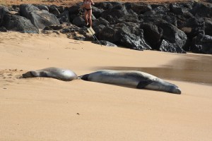 Snoozing in the afternoon sun