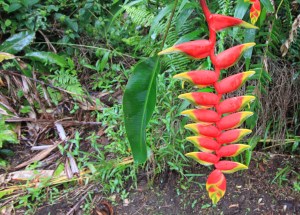 Heliconia, Maui