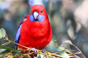 Crimson rosella