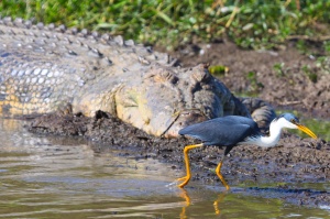 Pied heron dices with death