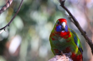 Juvenile crimson rosella