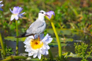 Tern on waterlily