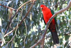Australian king parrot