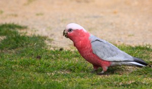 Galah