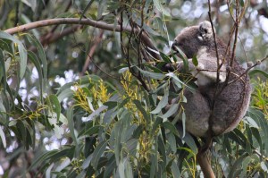 Breakfast time for koalas