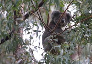 Curious koala
