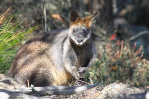 Kangaroo on the Mt Sturgeon trail