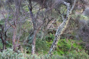Hike to Cumberland Falls