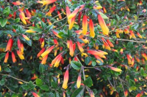 Burning bush, Melbourne Botanical Gardens