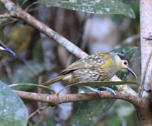 Lewin's honeyeater
