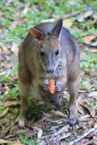 Pademelon 