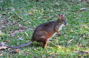 The beautiful Belinda