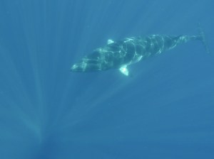 Dwarf minke whale