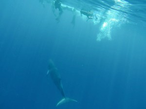 Whale versus snorkelers