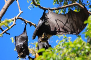 Flying foxes