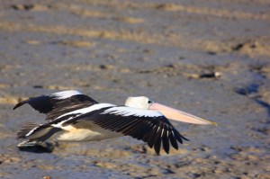 Australian pelican