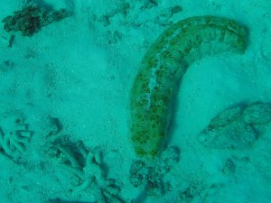 Sea cucumber