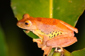 Female harlequin frog