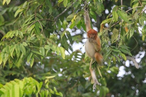 Juvenile proboscis monkey