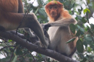 Young proboscis monkey