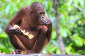 Orangutan eating durian