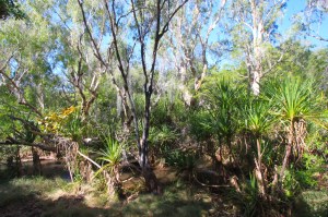 The view from Insect