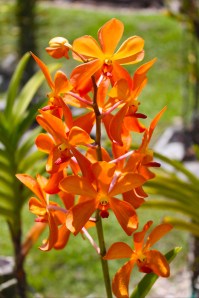 Orchid garden, Kuching 