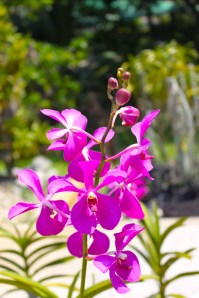 Orchid garden, Kuching 