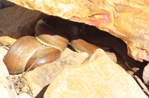 Olive python