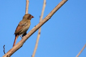 Juvenile crimson finch?