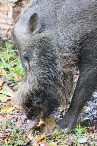 Bearded boar