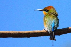 Rainbow bee eater 