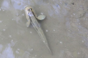 Mudskipper in water