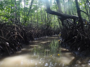 Mangrove kayaking trip