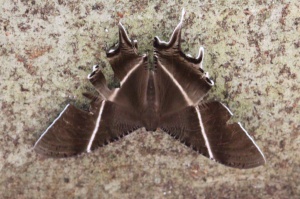 Lyssa zampa moth