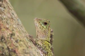 Angle-headed lizard