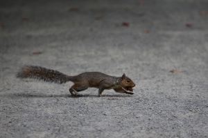 Squirrel with acorn