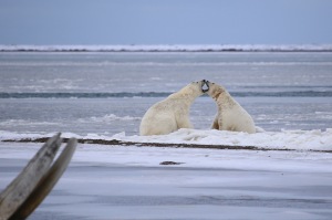 Polar bear romance
